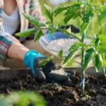 Pospite ovaj kuhinjski prah oko zasada paradajza i gledajte čudo: Plodovi će biti krupniji i rod otporniji na bolesti