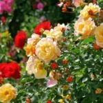 Prirodan rastvor briše crne fleke sa ruža: Biće nikad bujnije i lepše