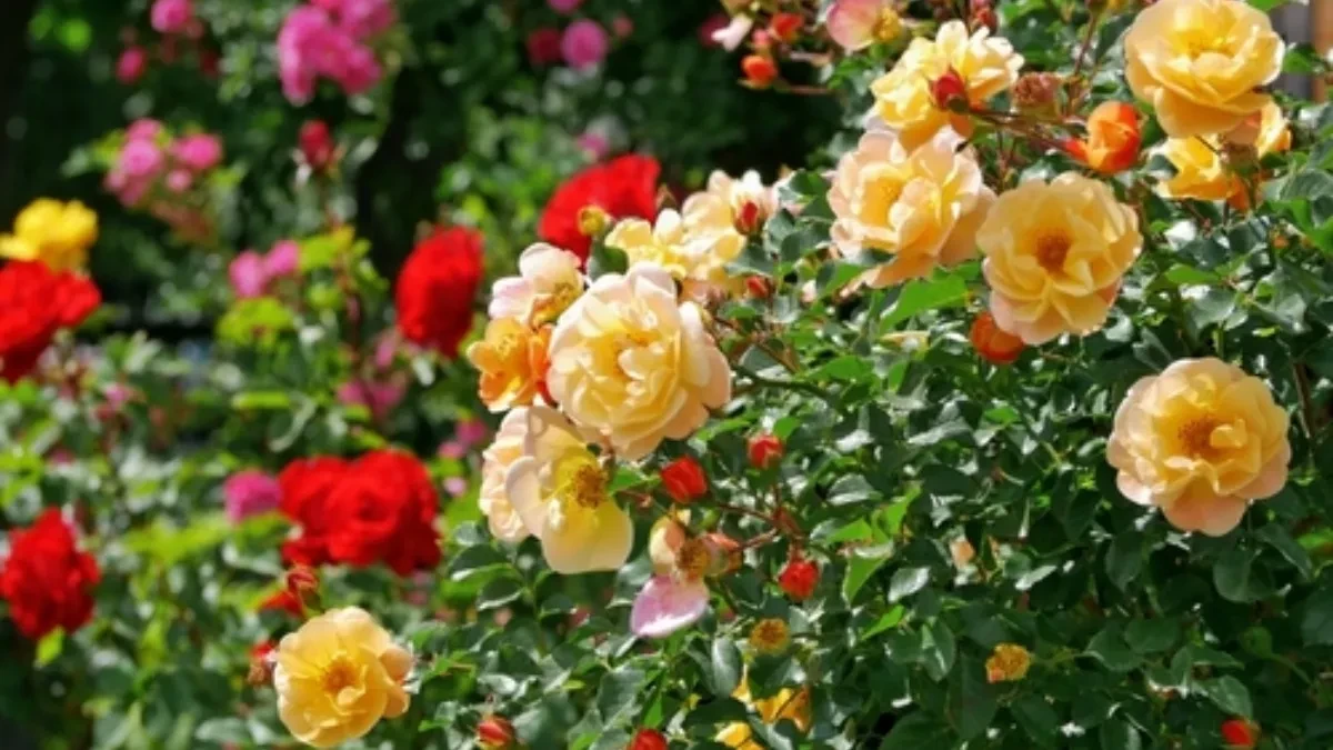 Prirodan rastvor briše crne fleke sa ruža: Biće nikad bujnije i lepše