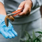 Puževi vam uništavaju cveće i povrće? Postoji jednostavan trik koji ih tera iz bašte, a već ga imate u kuhinji.