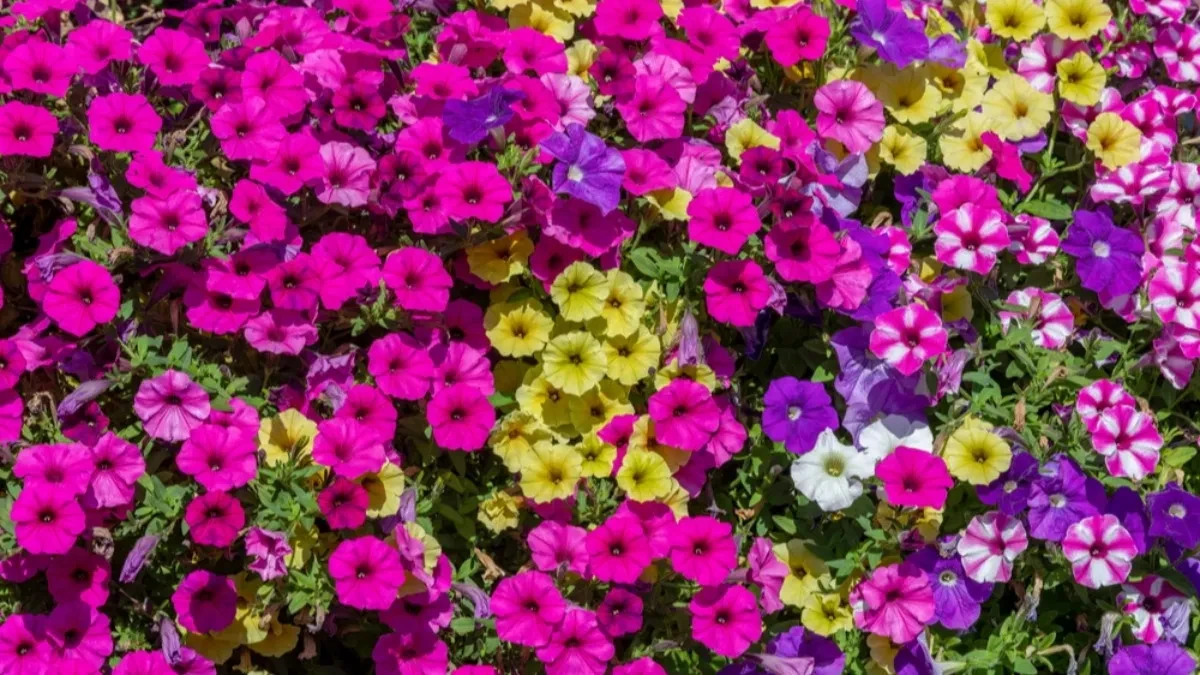 Raskošno cveće koje cveta bez prestanka! Krasiće vam terasu do najhladnijih dana