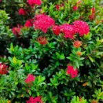 Rastu bujno i bez zalivanja: Ubacite 1 namirnicu u zemlju i biljke će izdžikljati kao u džungli