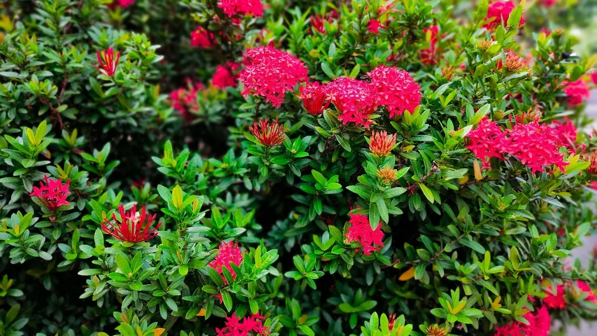 Rastu bujno i bez zalivanja: Ubacite 1 namirnicu u zemlju i biljke će izdžikljati kao u džungli