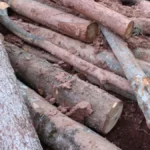 SEKAO ŠUMU GDE JE STIGAO Uhapšen muškarac zbog krađe drva, detalji akcije u Prijepolju