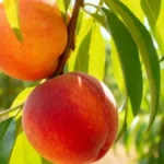 Samo uklonite ovaj deo na stablu: Dobićete eksploziju sočnih i krupnih plodova