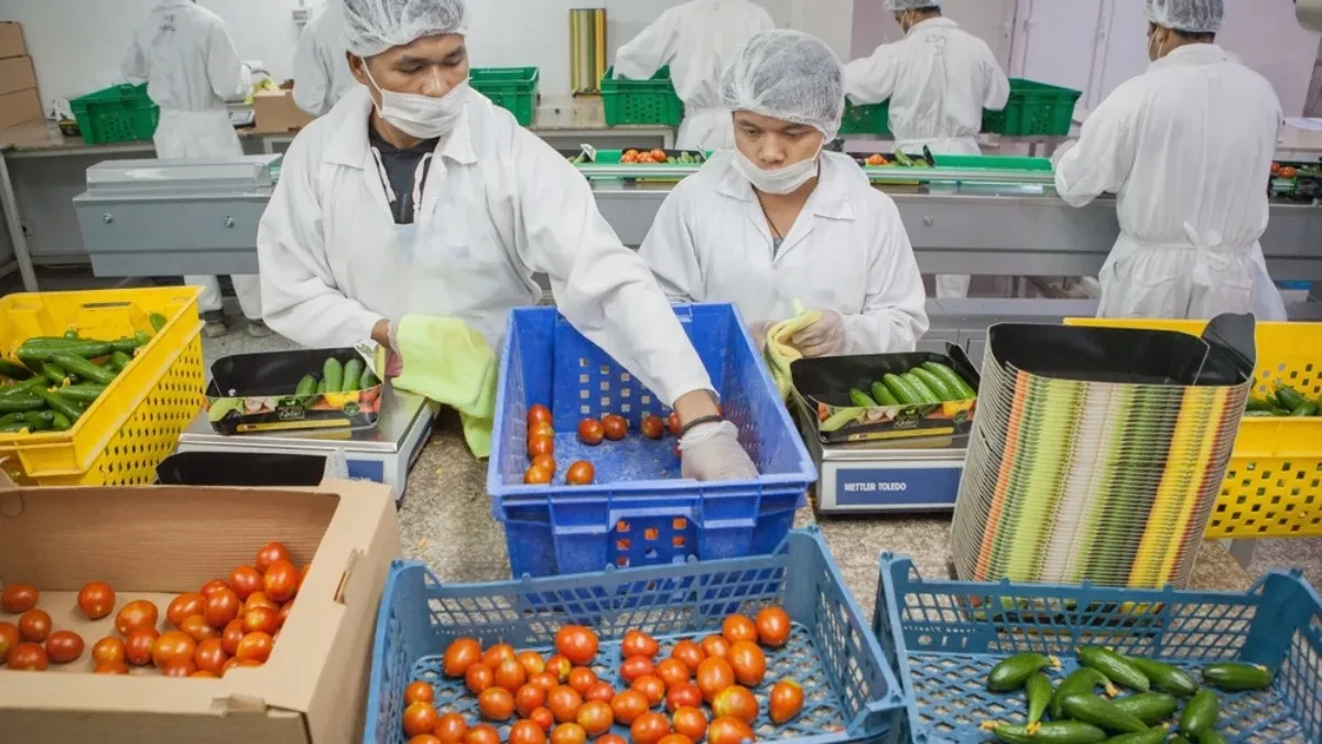 Seznonski rad ima svoja stroga pravila - postoje ograničenja koja retko ko prati