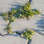 Sipajte ovo na korov i nestaće do sutra! Uništava ga bolje od bilo koje hemije