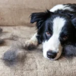 Skinite te dosadne dlake: Ako vam se ljubimci stalno linjaju, ove metode su bukvalno spasonosne