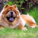 Šokiraćete se: Ovo su razlozi zbog kojih vaš pas jede IZMET i travu