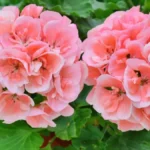 Sve komšinice se dive mojim muškatlama: Raskošno svetaju do zime uz 1 kap ovog rastvora