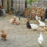 Ukrajinci ulažu u piliće - živinarski sektor jača uprkos krizi i ratnim izazovima