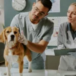 VLASNICI LJUBIMACA, OPREZ! Psi češće povraćaju u proleće, a evo kada se treba obratiti veterinaru