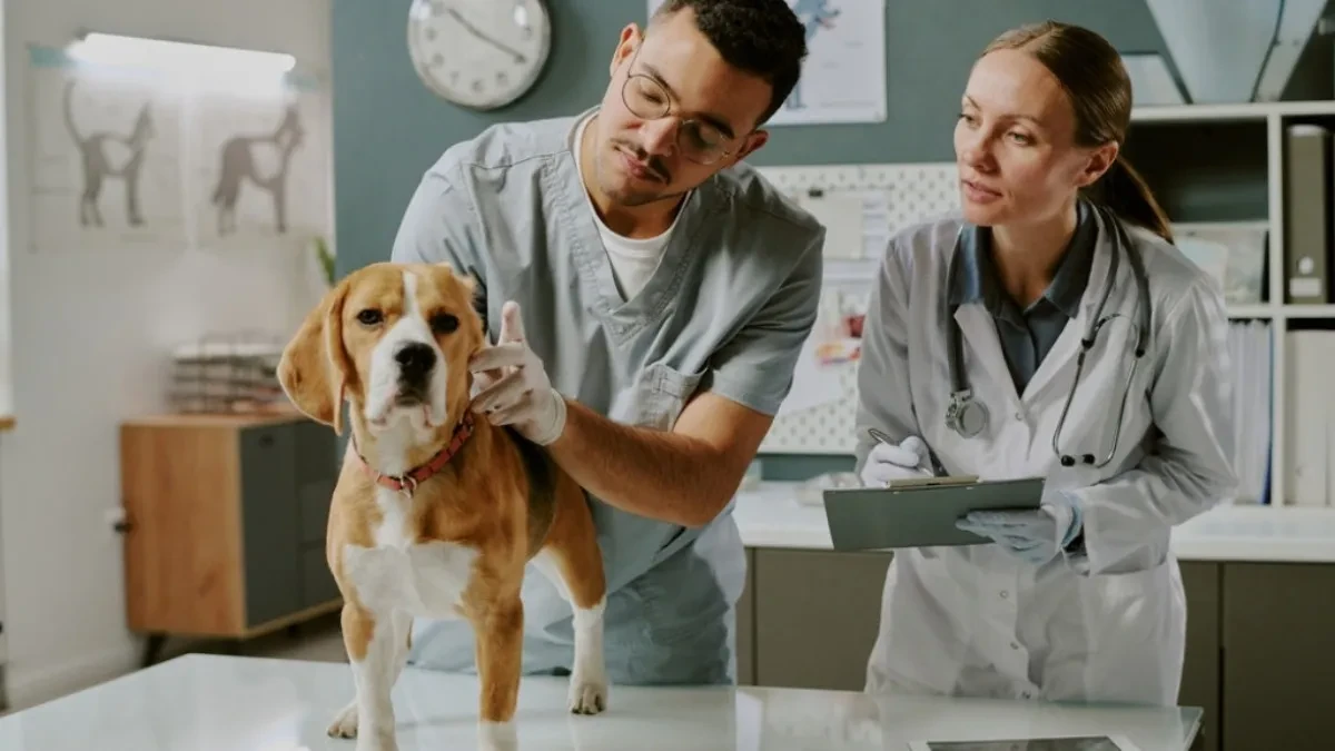 VLASNICI LJUBIMACA, OPREZ! Psi češće povraćaju u proleće, a evo kada se treba obratiti veterinaru