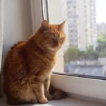 VLASNICI, NE IGNORIŠITE OVO PONAŠANJE Ako vaša mačka radi ove stvari, nešto nije u redu