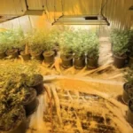 ZA NEVERICU! Žena imala pet laboratorija za uzgoj droge