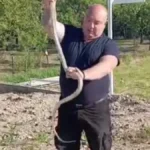 ZMIJA DUGA SKORO 2 METRA IZVUČENA IZ BETONA KOD RESTORANA Vladica izvukao