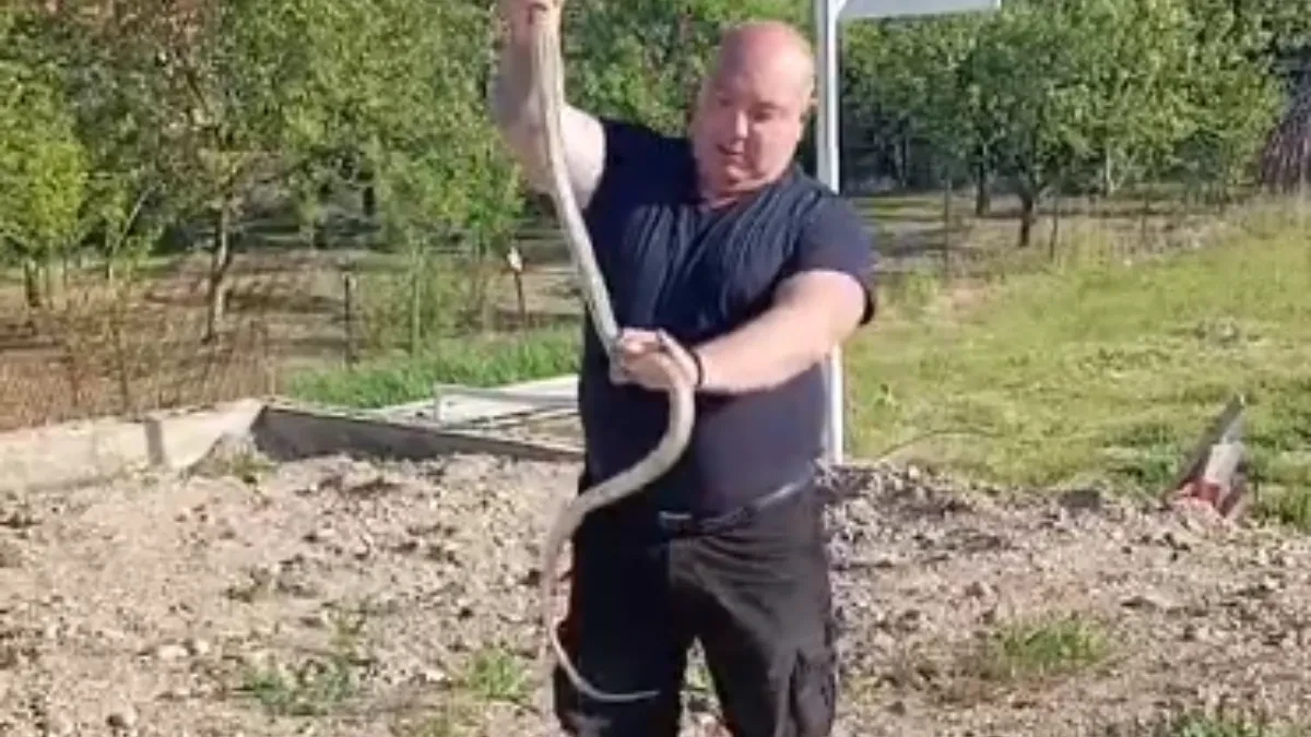 ZMIJA DUGA SKORO 2 METRA IZVUČENA IZ BETONA KOD RESTORANA Vladica izvukao