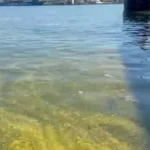 „APOKALIPSA NA CRNOM MORU!“ Ulje guši sve pred sobom – scena kao iz horora!