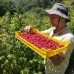 Ako preskočite ovo u junu, gubite pola roda maline: Evo kako doći do punih vangli crvenog zlata