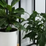Ako vidite nove izdanke, nije to slučajno, ljudi stižu vam pare: Ako ovo cveće krene da buja u kući, novac kuca na vrata