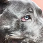 Da li treba da posetite veterinara? Evo šta znači kada pas ima plave oči - izgleda prelepo ali nije uvek bezazleno