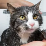 Da nije ljuta?! Evo šta znači kada vas mačka ignoriše posle kupanja ili odlaska kod veterinara
