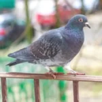 Golubovi se jedino ovoga plaše: Više vam neće dolaziti na terasu, samo ovo stavite