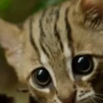Izgleda kao mače, ali je opasan predator: Ovo je najmanja divlja mačka na svetu!
