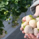 Jedna jagoda, 10 evra - da, dobro ste pročitali