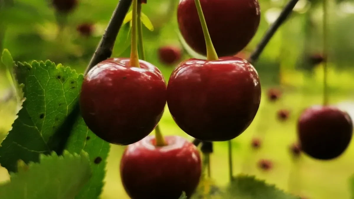 Ko ne sme da jede višnje? Ni u ludilu u ovim količinama, a možda i nikako ne biste trebali