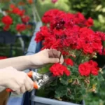 Komšinica Ruskinja mi je pokazala šta stavlja u muškatle u maju: Cvetaju kao lude do oktobra, a listovi budu zeleni i bujni