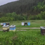 Matična mleč, najsavršenija namirnica: Čuva srce, mozak i imunitet, a ovako se koristi