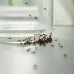 Mravi vam šetaju po kupatilu, sudoperi: Domaćice se kunu u ovaj trik od 100 dinara - zauvek ćete ih se rešiti!