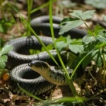 Naleteli ste na smuka u šumi? Jedan potez svaki planinar zna - a vi verovatno ne radite