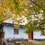 Naši stari nikada nisu sadili ovo drvo blizu kuće: Verovali su da navlači veliko zlo