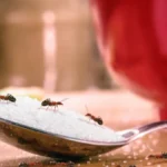 Oterajte mrave iz kuće za 90 dinara: Pobeći će kilometar daleko!