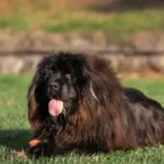 Ova rasa je sposobna da ubije čopor vukova: Dreser pasa upozorava - oni su najkrvoločniji, ne uzimajte ih ako imate decu!
