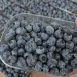 Ovo nikako ne kupujte: Zbog ovog znaka bacate borovnice već sutradan!