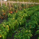 Paradajz i paprika mi rađaju kao ludi! Posadim pored ovu biljku, čuva bolje od pesticida!