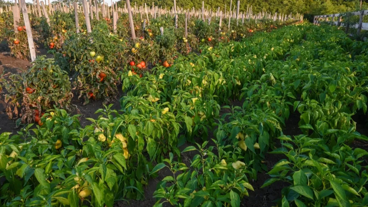 Paradajz i paprika mi rađaju kao ludi! Posadim pored ovu biljku, čuva bolje od pesticida!