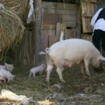 Prasad i jagnjad diktiraju tržište - različite cene na stočnim pijacama širom Srbije