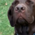 ''Pravi se mrtav!" Labrador uhvaćen pored uništenih Kroksica, a njegova reakcija nasmejala milione ljudi!