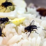 Prirodno, nema hemikalija, one padaju ko kap: Mušice će obilaziti vašu terasu i prozore, ovo ih tera