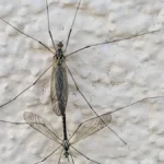 Prirodno rešenje za insekte: Zaboravite na jake sprejeve, evo kako da ih se rešite bez hemije