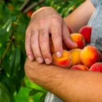 Šteta je prevelika - poseći će 420.000 stabala breskve zbog stečaja firme