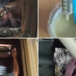 U toku hranjenje i zbrinjavanje mladunaca bele čiope: Stručni tim Zavoda za zaštitu prirode na terenu