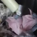 U toku hranjenje i zbrinjavanje mladunaca bele čiope: Stručni timu Zavoda za zaštitu prirode na terenu