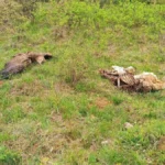 Užasne scene horora kod Svrljiga: Počinilac odmah uhapšen, leš pronađen pored zatrovanog teleta