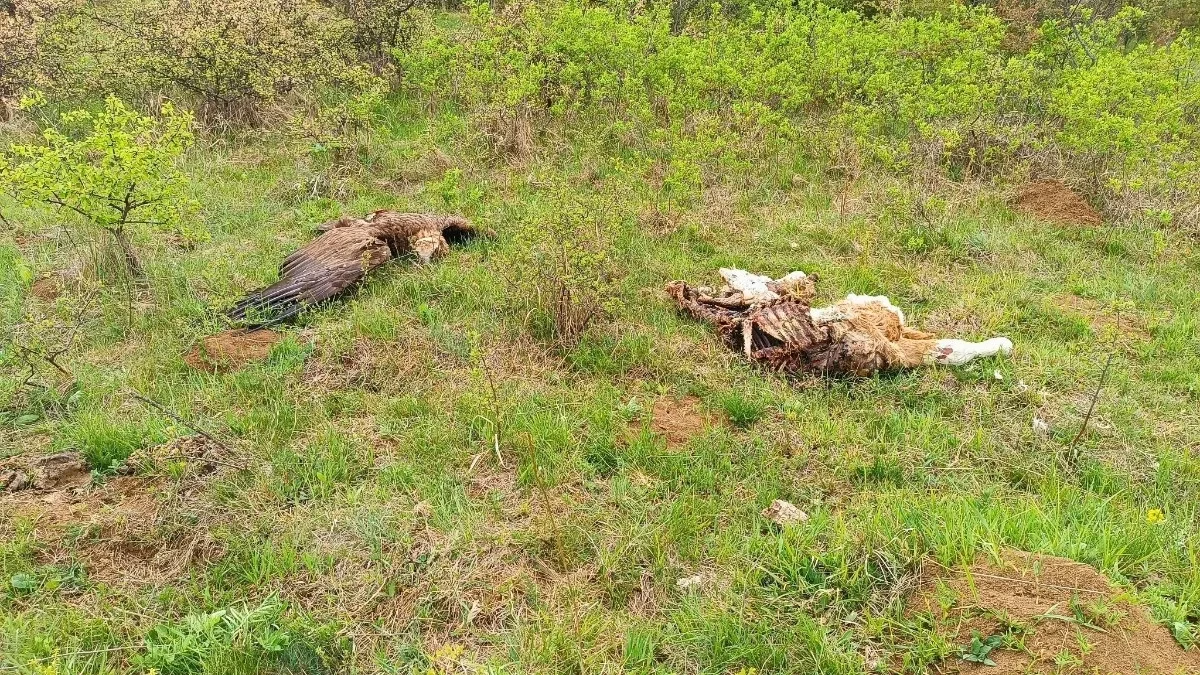 Užasne scene horora kod Svrljiga: Počinilac odmah uhapšen, leš pronađen pored zatrovanog teleta
