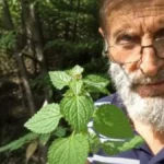 Zaboravljena biljka sa Stare planine: Jača organizam i vraća energiju - travar otkriva sve